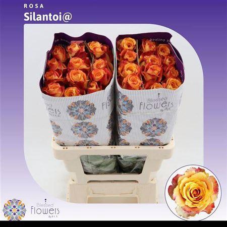 <h4>R Gr Silantoi Ec</h4>