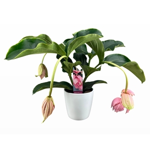 Medinilla Magnifica 2 etage 3/4 knop in wit keramiek