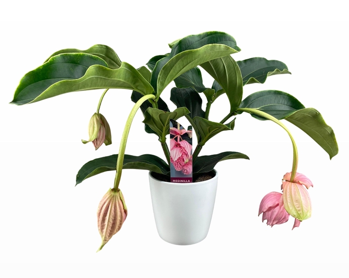 <h4>Medinilla Magnifica 2 etage 3/4 knop in wit keramiek</h4>