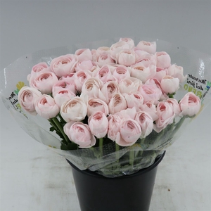 Ranunculus Asiaticus Success Lady | Heavy Quality