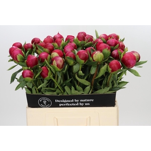 Paeonia Belgravia