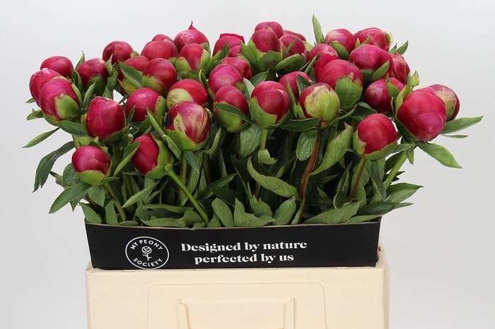 Paeonia Belgravia