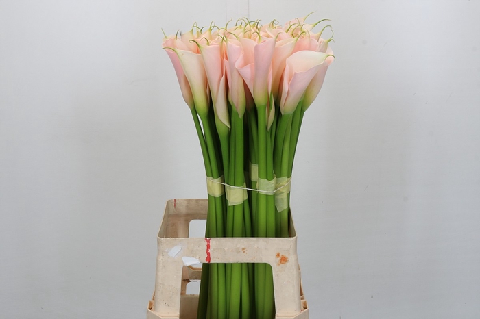 <h4>Zantedeschia Eydolls Salmon</h4>