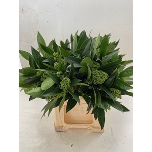 Skimmia kew green per bunch