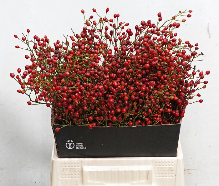 <h4>ROSA F AUT SPLENDOR</h4>