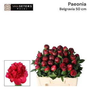 Paeonia Belgravia 50 cm