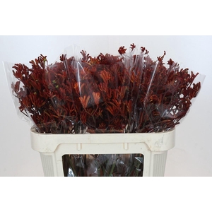 Anigozanthos Red Velvet