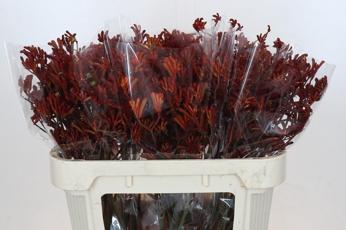 <h4>Anigozanthos Red Velvet</h4>