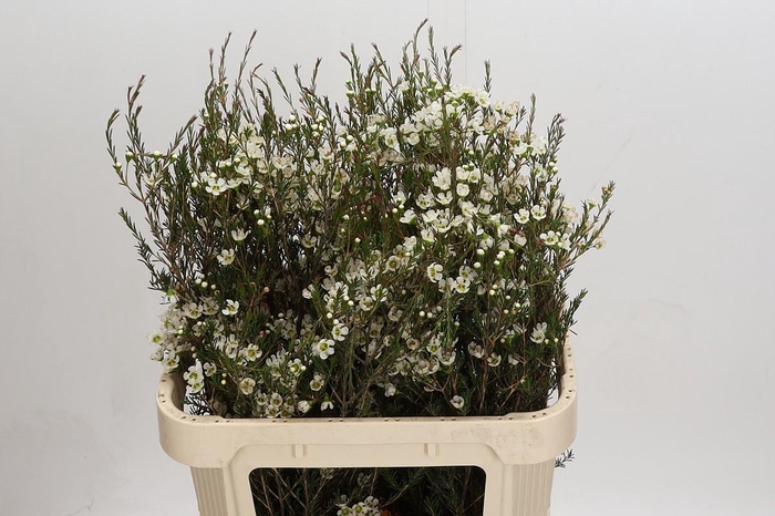 <h4>Chamelaucium Sirius</h4>