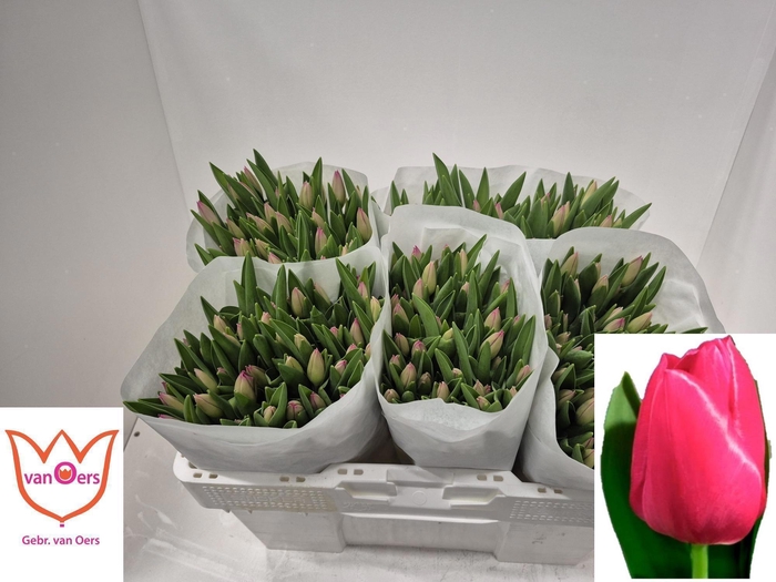 <h4>TU EN PINK ARDOUR</h4>