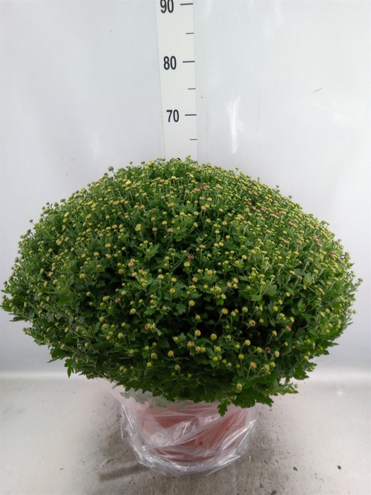 <h4>Chrysanthemum   ..GR</h4>