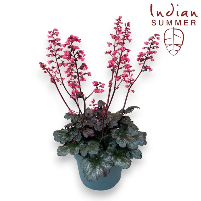 <h4>Heuchera Indian Summer P19 Hip Hip Hooray</h4>