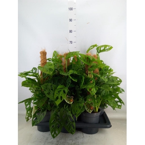 Monstera obliqua 'Leichtlinii'