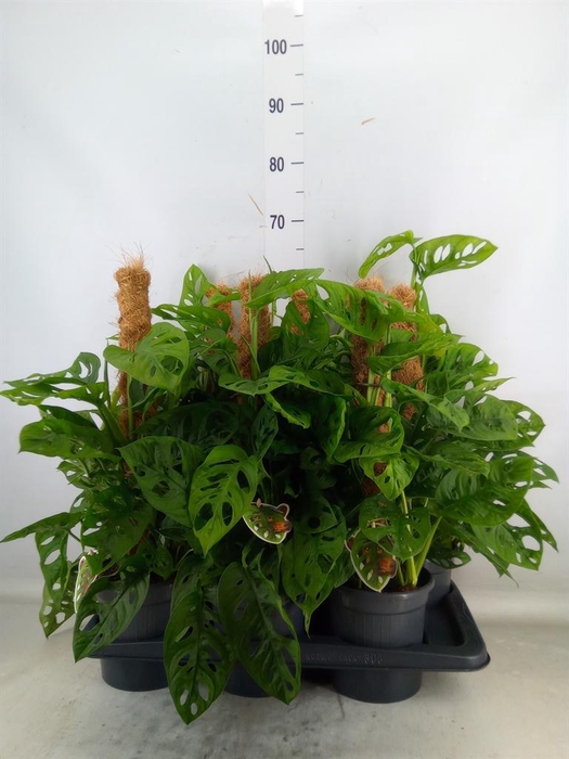 <h4>Monstera obliqua 'Leichtlinii'</h4>