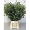 EUC PARVIFOLIA PB -ZA-SUPER