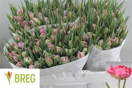 <h4>Tu Du Flash Point</h4>