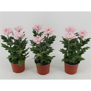 Chrysant Zembla Rossano