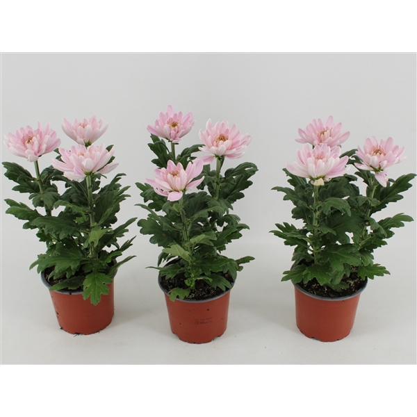 <h4>Chrysant Zembla Rossano</h4>