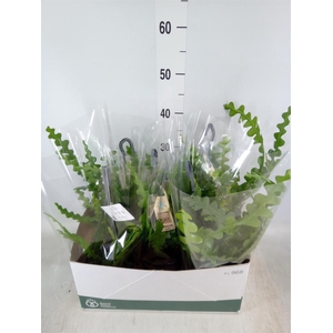 Epiphyllum anguliger