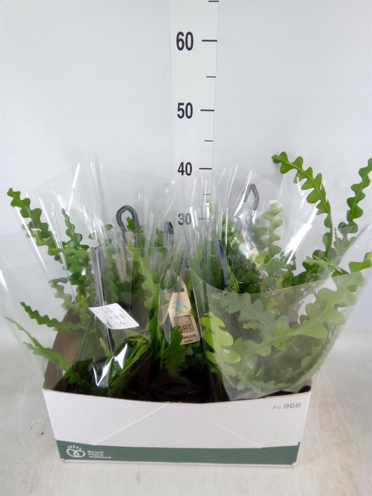 <h4>Epiphyllum anguliger</h4>