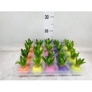 Hyacinthus orie.   ...waxed L%