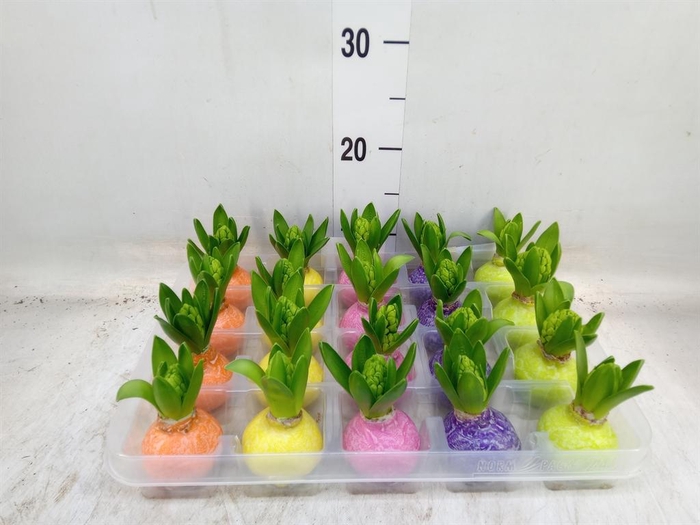 <h4>Hyacinthus orie.   ...waxed L%</h4>