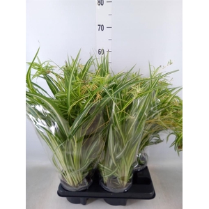 Chlorophytum com. 'Variegatum'