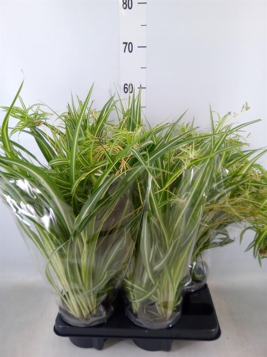 <h4>Chlorophytum com. 'Variegatum'</h4>