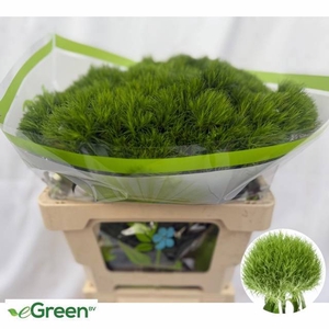 DI BARB GREEN WICKY