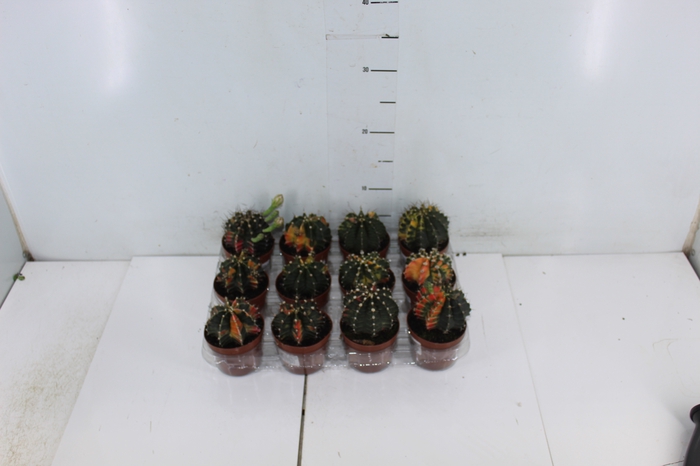 CACTUS GYMNOCALYCIUM MIHANOVICHII P09