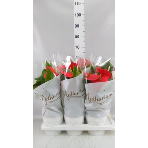 ANTHURIUM  'MINNESOTA'