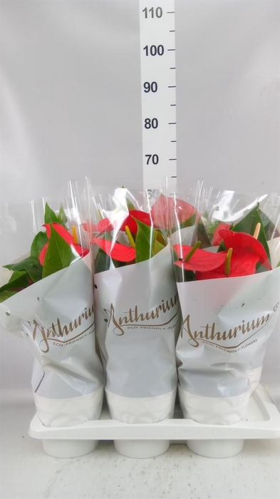 <h4>ANTHURIUM 'MINNESOTA'</h4>