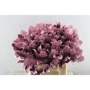 Skimmia Klb Rose Gold