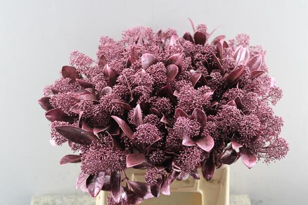 <h4>Skimmia Klb Rose Gold</h4>