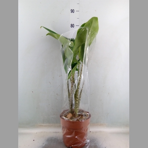 Alocasia zebrina