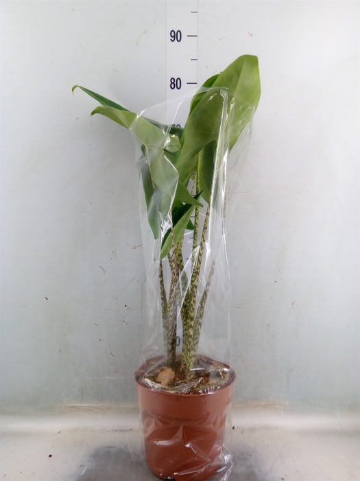 <h4>Alocasia zebrina</h4>