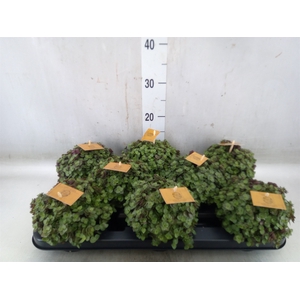Callisia repens 'Turtle'