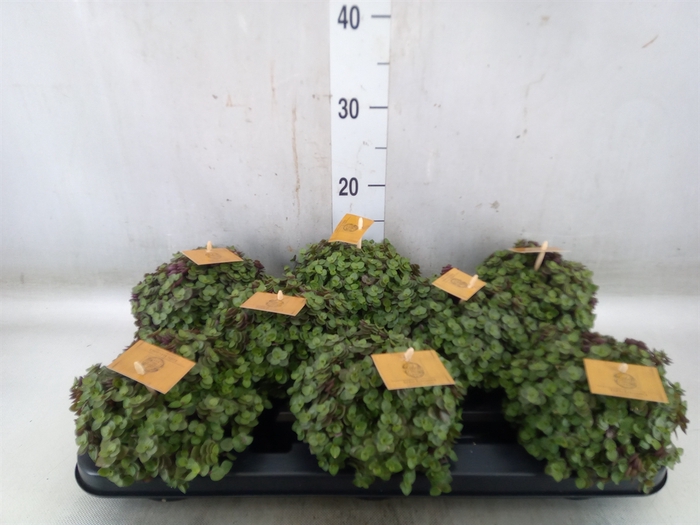 <h4>Callisia repens 'Turtle'</h4>