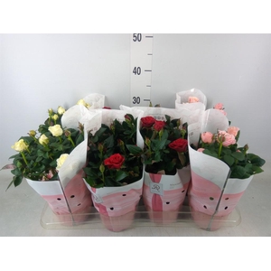 Rosa  'Amorosa'   ...mix