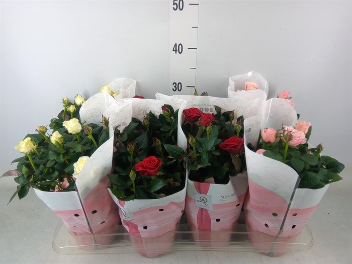 <h4>Rosa  'Amorosa'   ...mix</h4>