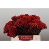 Kaaps Groen Red Brunia Medium