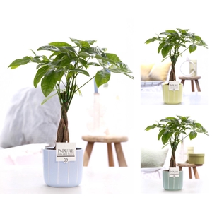 Pachira Aquatica in P&PURE Fleur ceramics assorti 3