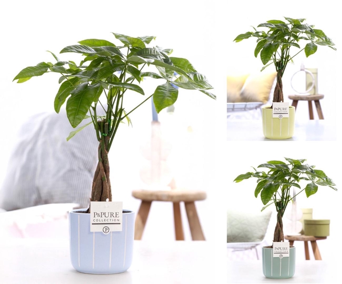 <h4>Pachira Aquatica in P&PURE Fleur ceramics assorti 3</h4>