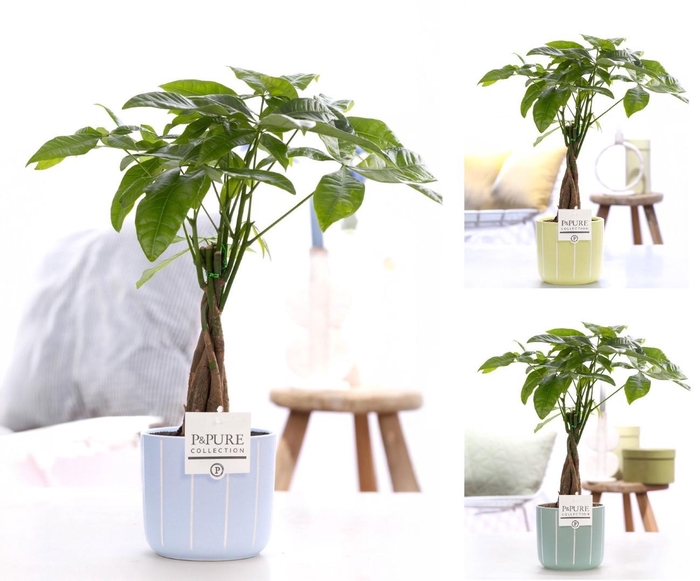 <h4>Pachira Aquatica in P&PURE Fleur ceramics assorti 3</h4>