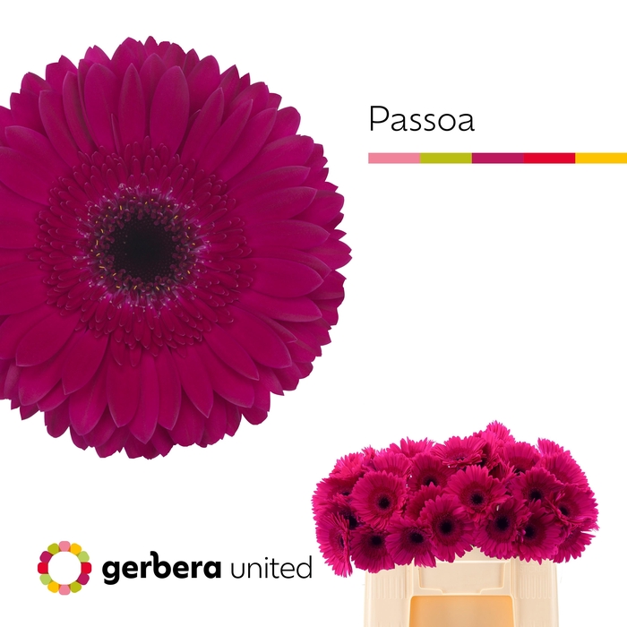 <h4>Ge Gr Passoa</h4>