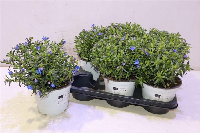 <h4>Glando Diffusa</h4>