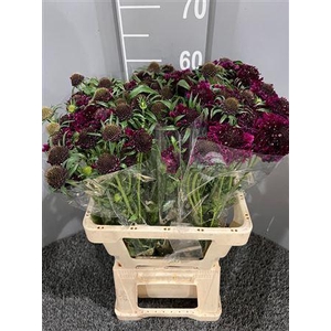 Scabiosa Purple