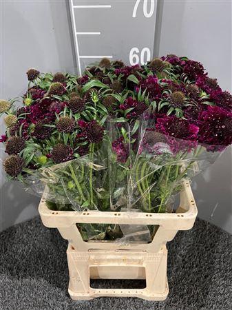 <h4>Scabiosa Purple</h4>