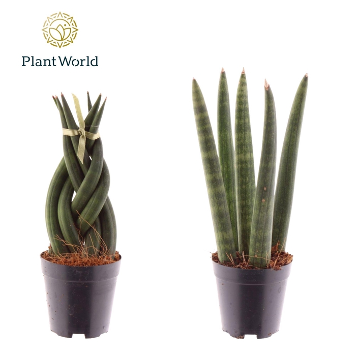 <h4>Sansevieria mix: Twist-Spaghetti</h4>