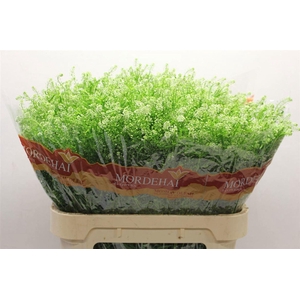 LEPIDIUM RUDER. 'GREEN BELL'